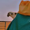 Фото профиля ابو نايف الشمري