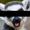 Фото профиля Redacted Lemur