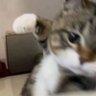 Rahaf profil fotoğrafı