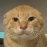 GDXGKD's profile picture
