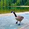 lovee profil fotoğrafı