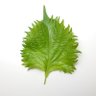 ぽんすけ's profile picture
