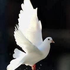 NK.'s profile picture