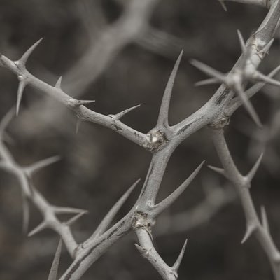 Olivisoffical's profile picture
