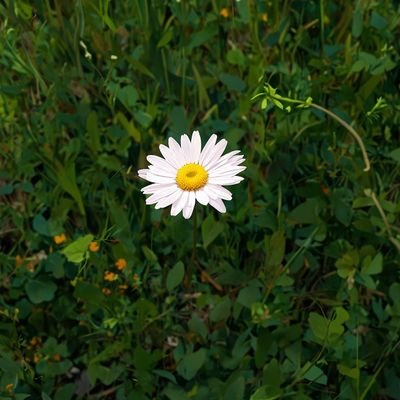 Purely Green's profile picture