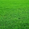 A Random Bush's profile picture