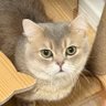 Lemon's profile picture