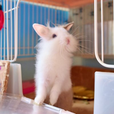 punya1121usagi's profile picture