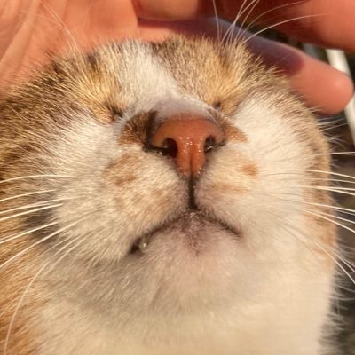 Seraemon_1225's profile picture