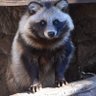 さなぎや's profile picture