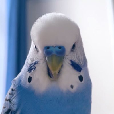 鳥頭's profile picture
