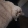 Senna Veltman profil fotoğrafı