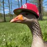 goose's profile picture