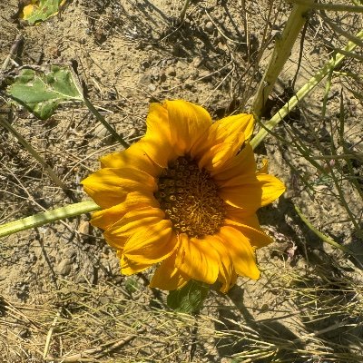 ashley_gas14925's profile picture