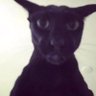 Profilbild von Owen_the_cat