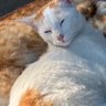 dee profil fotoğrafı