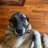 Lady Ellie profil fotoğrafı