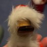 Profilbild von Pit