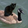 Фото профиля Silly Goose 🍁🪿