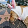 Profilbild von Hollywood Walker fan dog🩷🩵