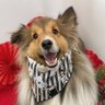 マグダレナエ 三代目バロン's profile picture