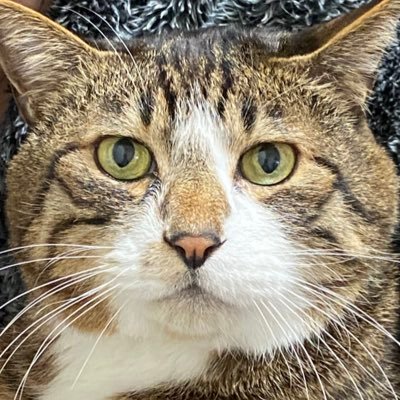 くきわかめ's profile picture