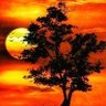 Hamii Khan's profile picture