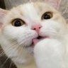 けい's profile picture
