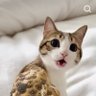 わろた profil fotoğrafı