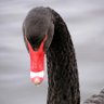 SolomonSwan profil fotoğrafı