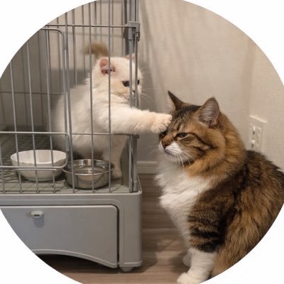 タロとチロ's profile picture