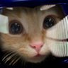 Profilbild von Shiningforce