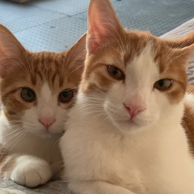 nekonekkop's profile picture