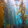 Aridocean 的头像