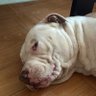 Carsus profil fotoğrafı