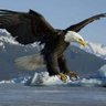 Profilbild von Eaglet