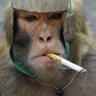 Lizard's profile picture