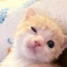 Profilbild von Rai Hen