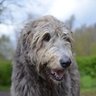 Irish Jagdhund 的头像