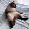 Фото профиля さくらマリン