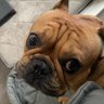 Ella profil fotoğrafı