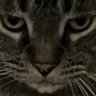Toxic Ross's profile picture