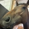 ネミィぼんやりスキー profil fotoğrafı