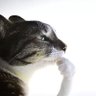 TheStupidCat 的头像