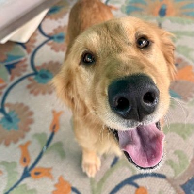 GoldenRatioOTD's profile picture