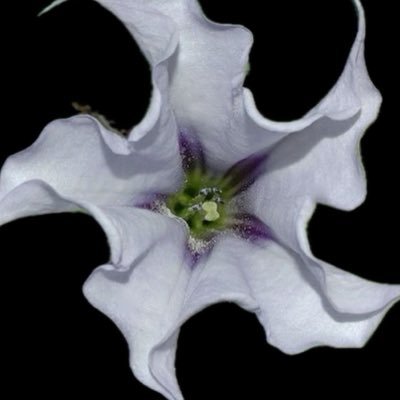 LuanneLucida's profile picture