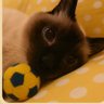 Sesilia's profile picture
