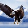 Flyingeagle profil fotoğrafı