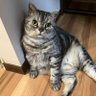 goronyans4🐾現憲法を守れ! 消費税廃止が最良の経済対策! 的头像
