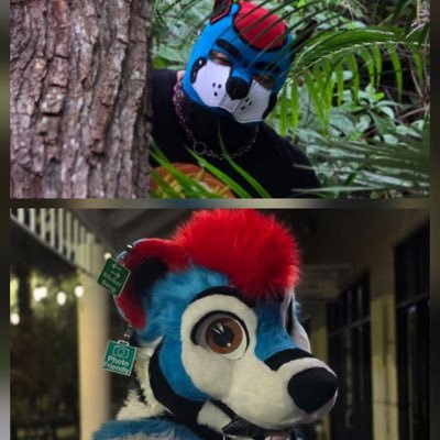 Taino Pup/Pulu The Bear 🔜 Howl-o-Plex's profile picture